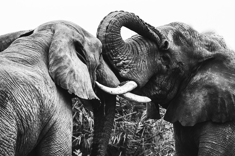 Intimidad compartida (cuatro recuerdos ficcionados)