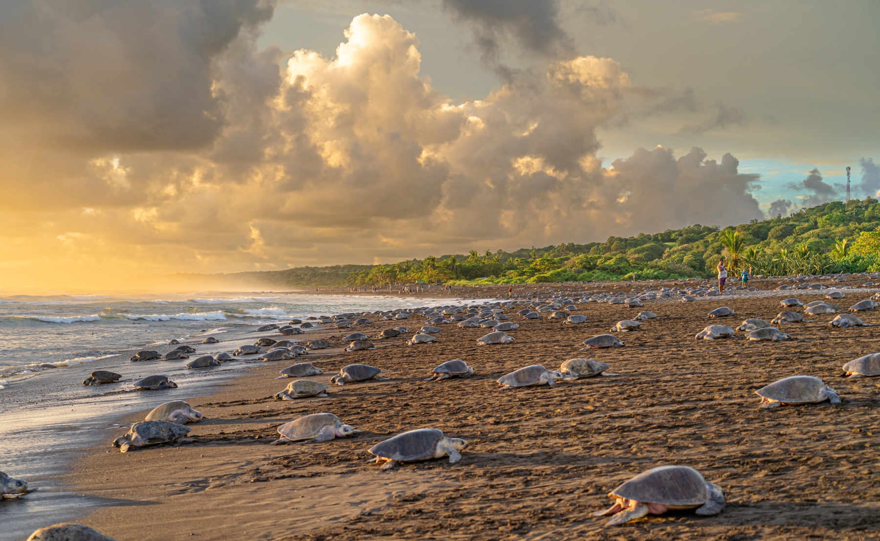 Corozalito Blue Reserve, where the earth trembles softly at dawn in Costa Rica 1 DSC01484 2