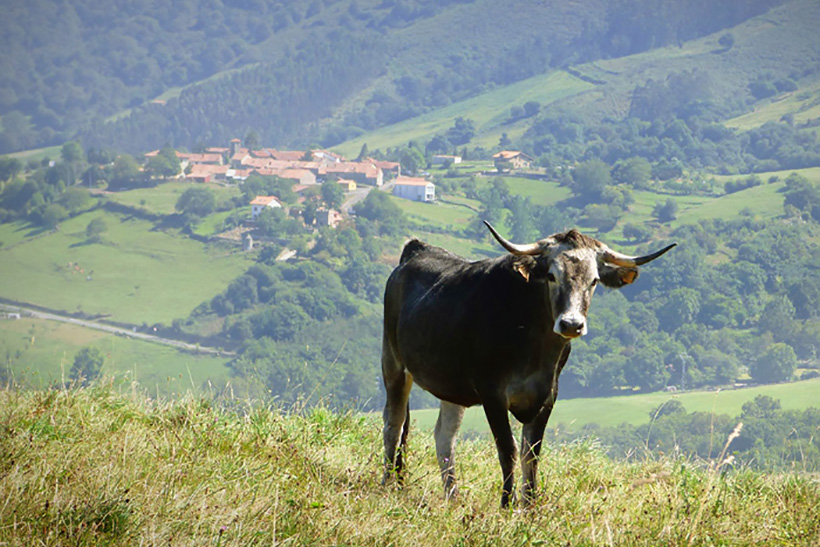 La vaca esférica de Habermas en los altos prados de la filosofía
