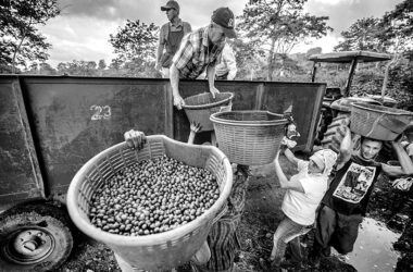 Cafetales como constelación social costa rica