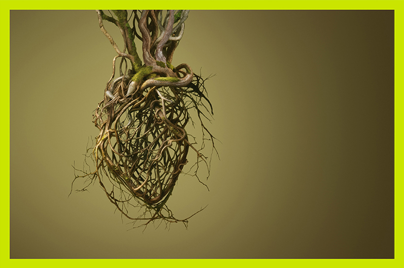 Rodoreda, un bosque en el CCCB 1 Rodoreda