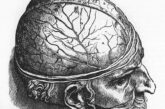 Un dibujo de De humani corporis fabrica, de Andreas Vesalius cerebro