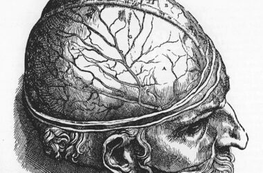 Un dibujo de De humani corporis fabrica, de Andreas Vesalius cerebro