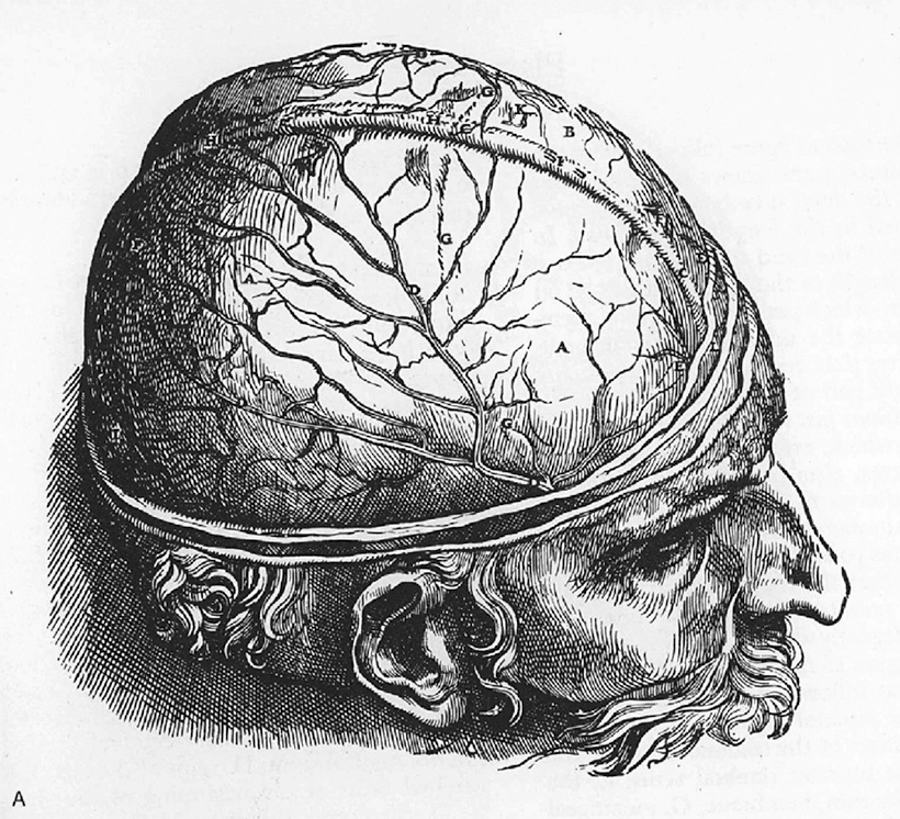 La obsesión contemporánea por el cerebro 1 Un dibujo de De humani corporis fabrica, de Andreas Vesalius cerebro