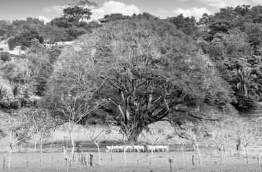 De Miami a Corozalito