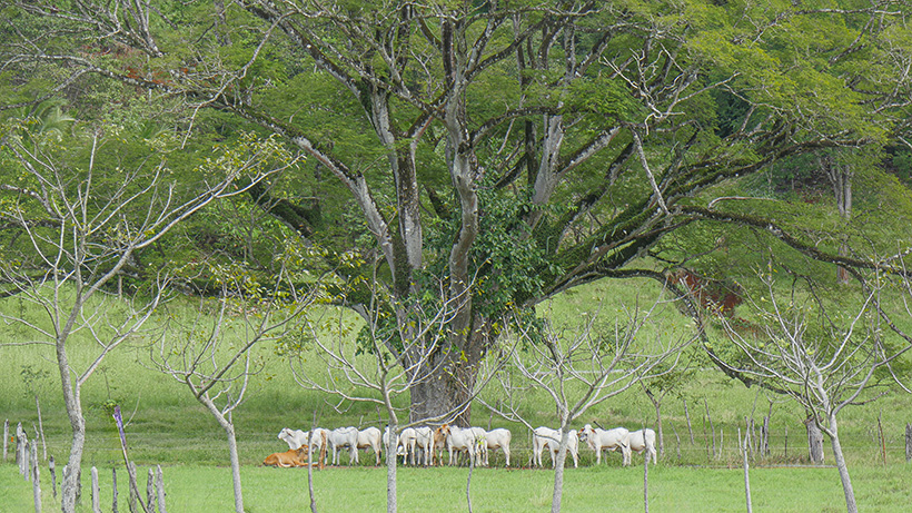 De Miami a Corozalito: instrucciones para ser famosa en Costa Rica