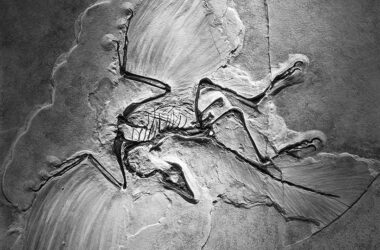 Un fósil de Archaeopteryx. Foto Universidad de Yale. era geológica