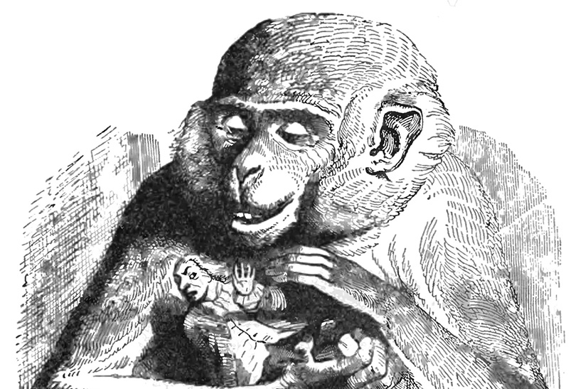 El mono idiota: una teoría social lerda