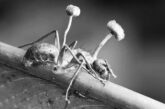 Una hormiga con el esporocarpo del Ophiocordyceps unilateralis surgiendo de su cuerpo. (DP) parásito