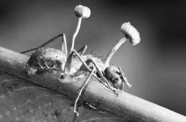 Una hormiga con el esporocarpo del Ophiocordyceps unilateralis surgiendo de su cuerpo. (DP) parásito