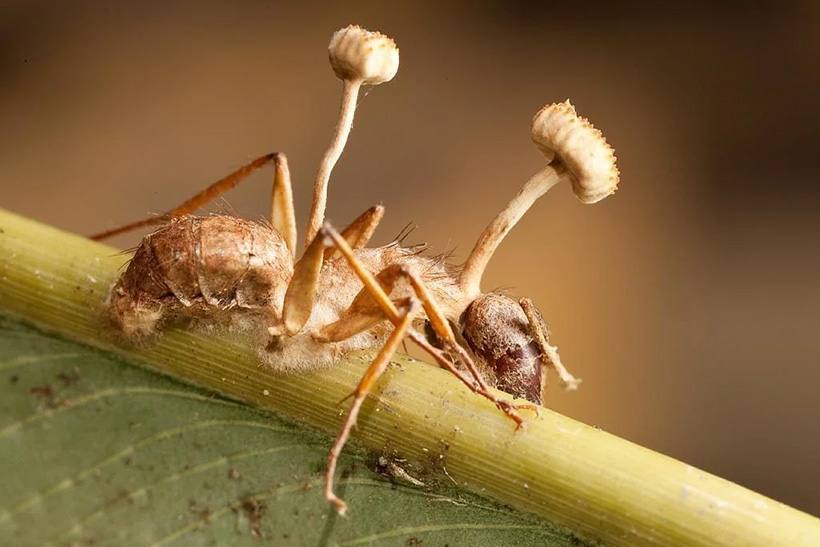 La voluntad tiene parásitos 1 Una hormiga con el esporocarpo del Ophiocordyceps unilateralis surgiendo de su cuerpo. (DP) parásito