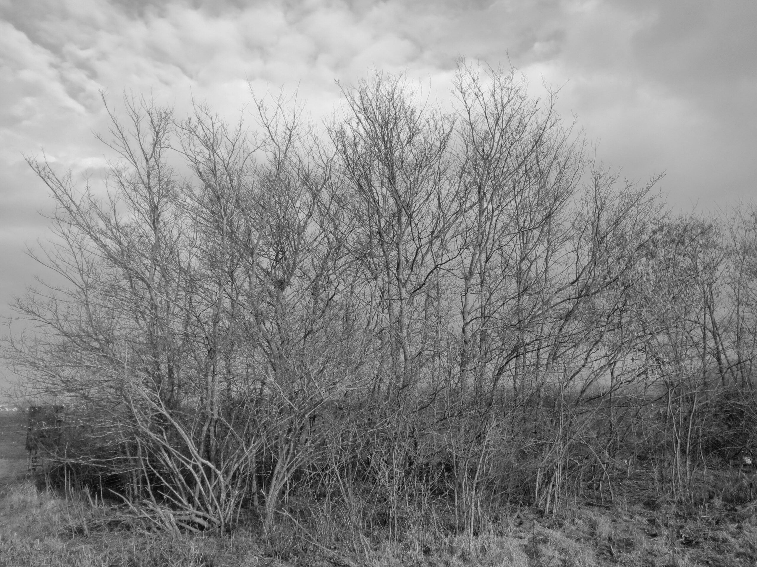 Sobrevivir a Bolaño o las angustias de la posteridad. Diatriba a dos voces 1 20140204Ulmus minor04 scaled
