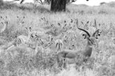 DP. tanzania la cuna de la humanidad