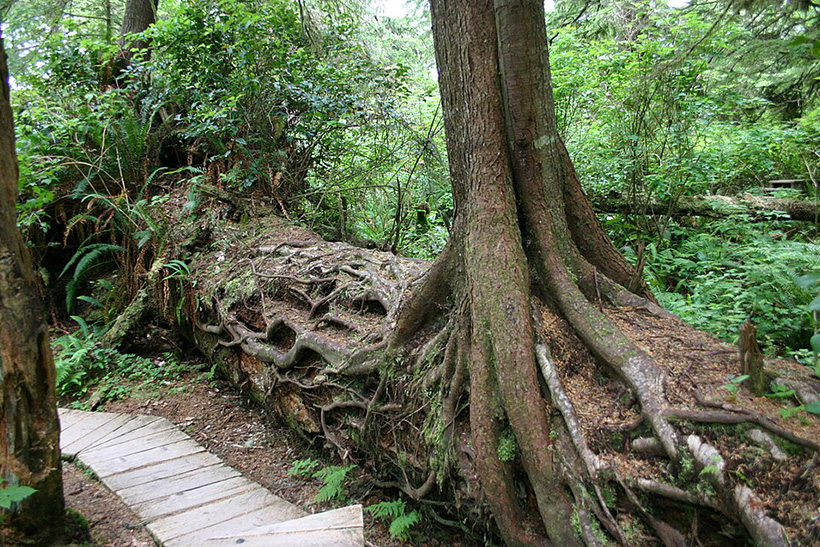 Elogio de la imperfección fértil 1 Un tronco caído sirve de sustento a un nuevo abeto en el parque nacional Pacific Rim, en la Columbia Británica canadiense. Fotografía Wing-Chi Poon Wikimedia Commons. Elogio de la imperfección fértil